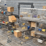 Clausuran en Liniers criadero ilegal de Aves