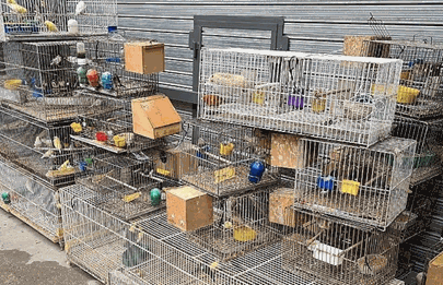 Clausuran en Liniers criadero ilegal de Aves