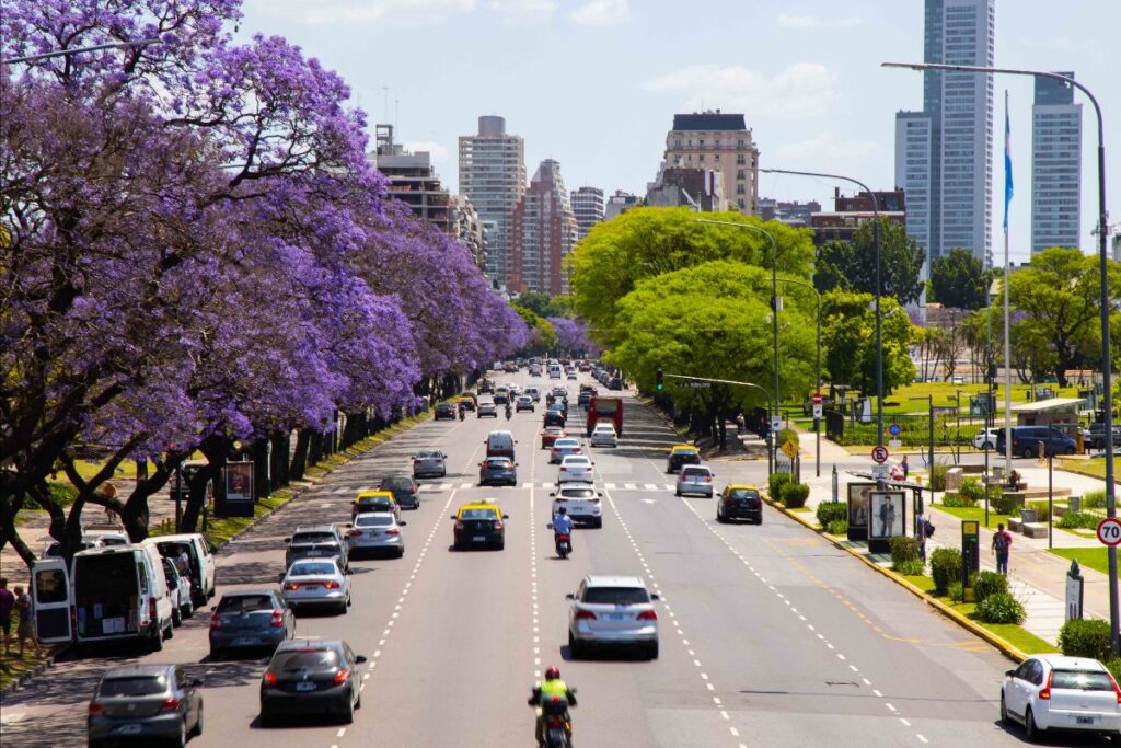 Ciudad planea duplicar la cantidad de jacarandás en las calles porteñas