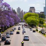 Ciudad planea duplicar la cantidad de jacarandás en las calles porteñas