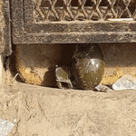 Hallan una granada en un pasillo de la villa 1-11-14 de Flores