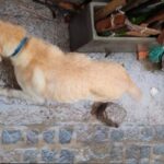 Villa Cerini: convocan a una manifestación para rescatar a una perra tras una denuncia de maltrato animal