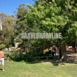 Susto en Parque Saavedra: cayó la rama de un árbol sobre una familia y bajó un helicóptero para brindar auxilio