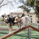 Piden obras para que haya agua en los caniles de la Plaza Fumarola y Martín Fierro