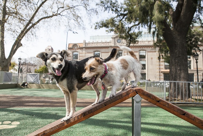 Piden obras para que haya agua en los caniles de la Plaza Fumarola y Martín Fierro
