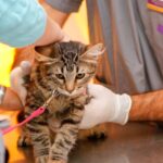 Mascotas: El 16 de noviembre se desarrollará una jornada de castraciones gratuitas en la Plaza Nobel   