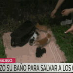 Bomberos rescatan a gatitos de desagüe en casa de Parque Chacabuco