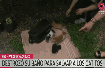 Bomberos rescatan a gatitos de desagüe en casa de Parque Chacabuco
