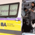 Jornada de castración de mascotas en el barrio de Mataderos