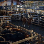 La Justicia de Argentina denuncia al Mercado de Hacienda de Liniers