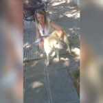 Final feliz para la perra que sufría maltrato en Saavedra: proteccionistas la rescataron y pondrán en adopción