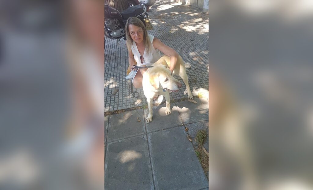 Final feliz para la perra que sufría maltrato en Saavedra: proteccionistas la rescataron y pondrán en adopción