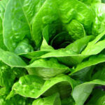 Hojas verdes: las favoritas de mi abuela