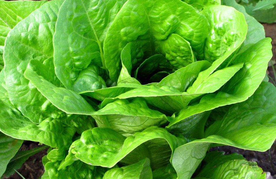 Hojas verdes: las favoritas de mi abuela