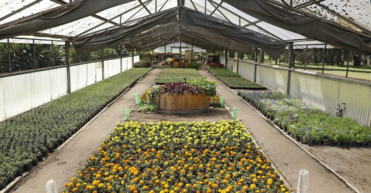 Ciudad pondrá en valor el vivero del Parque Avellaneda