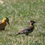 El COA Taguató de Saavedra realizó el último avistamiento de aves del año en Parque Sarmiento