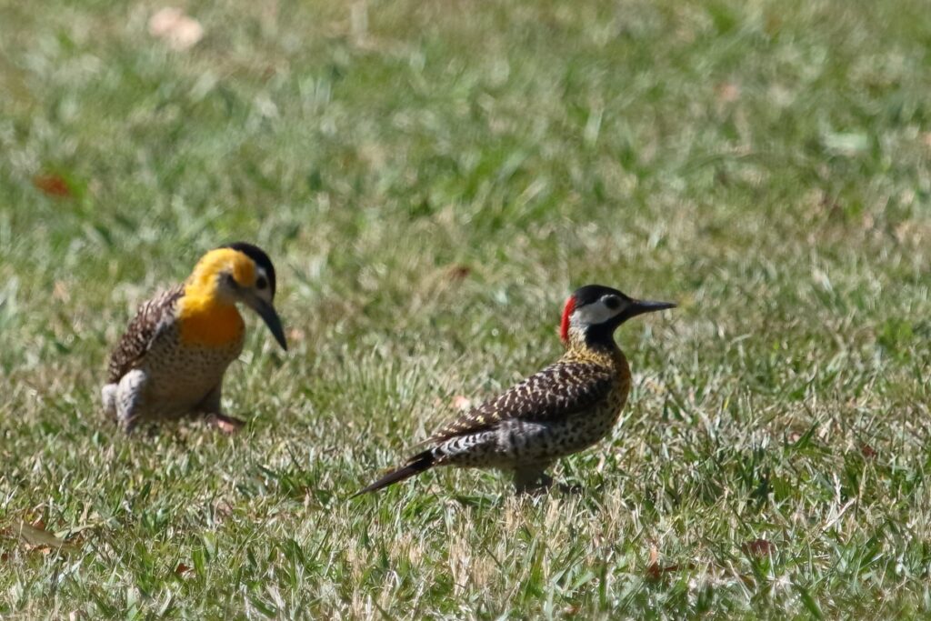 El COA Taguató de Saavedra realizó el último avistamiento de aves del año en Parque Sarmiento