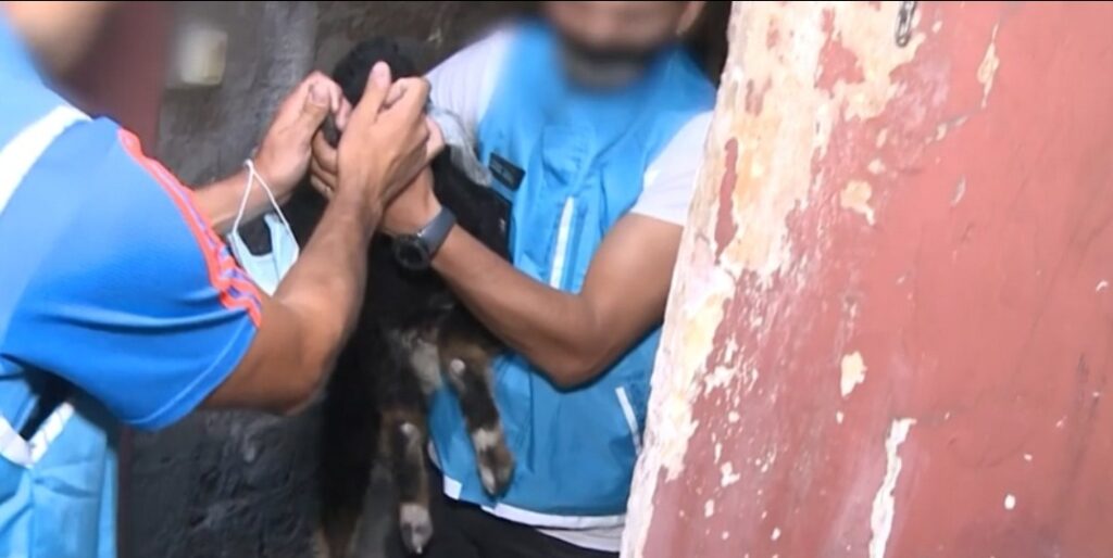 Almagro: rescataron a un chivo y una gallina de un templo umbanda que iban a ser sacrificados