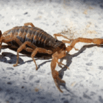 El Garrahan advierte sobre cuidados ante la aparición de animales ponzoñosos