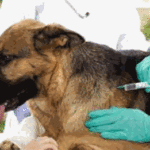 Inscriben para jornada de vacunación antirrábica en la plaza Salaberry