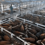 Volvió a aumentar la hacienda en el mercado de Liniers