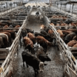 Mientras en Cañuelas hacen pruebas en la Ciudad piden postergación