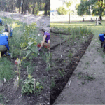 Declaran de interés paisajístico, ambiental y educativo el sendero de interpretación de plantas nativas de Parque Avellaneda
