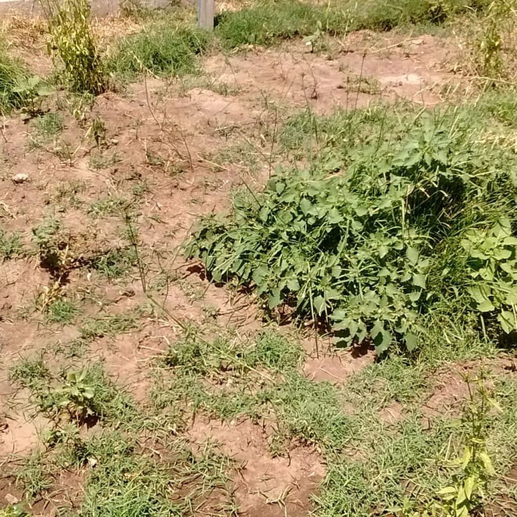 En medio de la ola de calor, vecinos piden más riego: “Sin agua, no hay plantas en el Parque de la Estación”