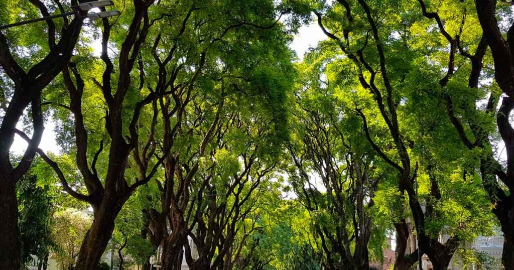 Un recorrido por el origen del arbolado porteño
