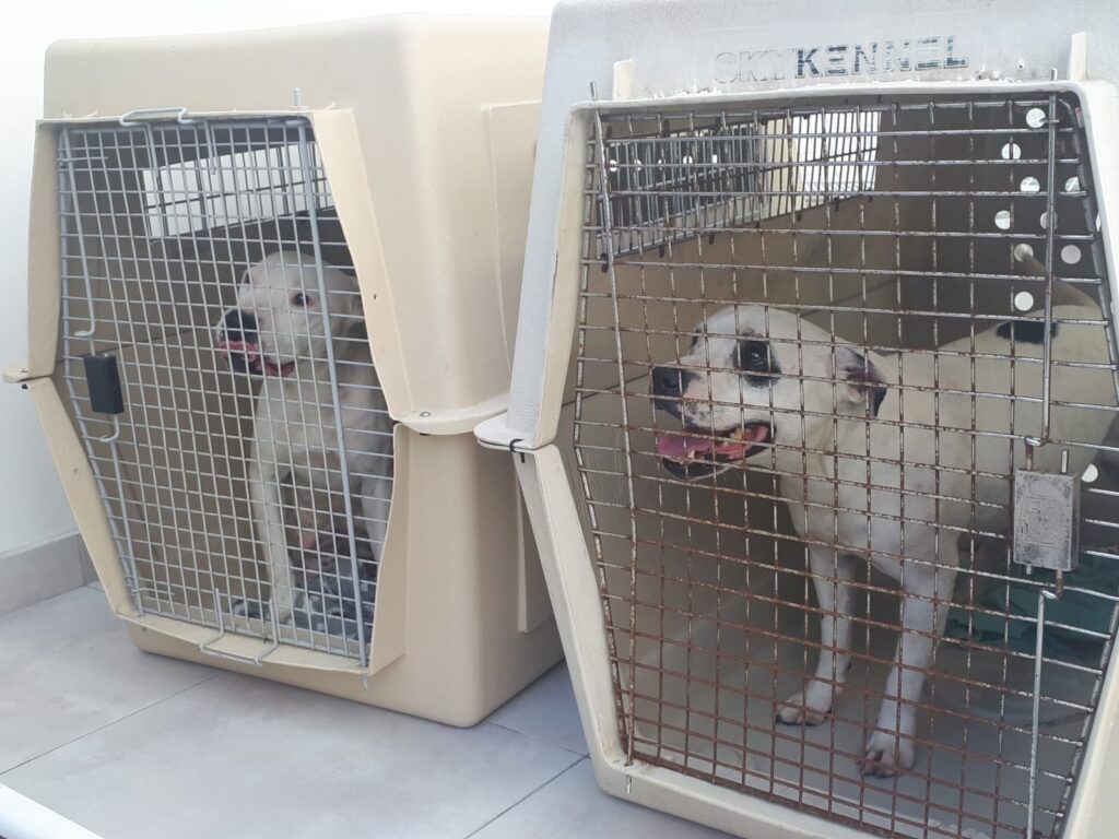 Luego de rescatar a 11 animales en mal estado, retiraron a tres perras de un criadero en Villa Devoto