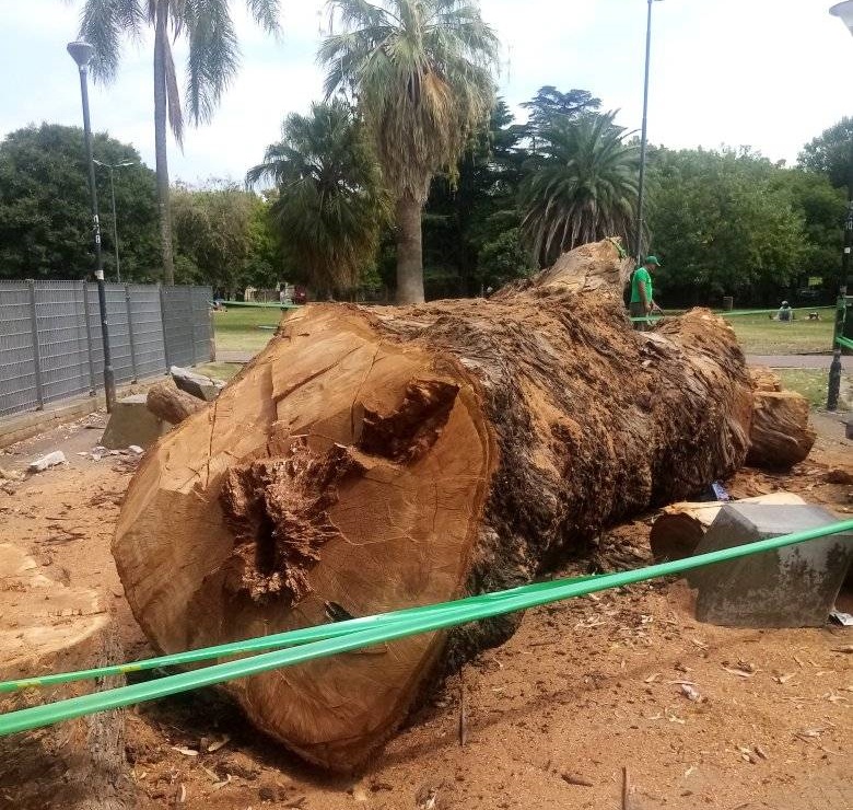 La Comuna 12 extrajo varios árboles del Parque Saavedra porque estaban “secos y con peligro de caída”