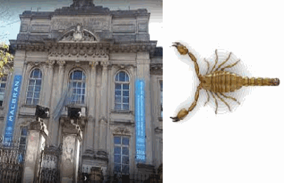 Biólogos del Malbrán cazan escorpiones para hacer antídotos