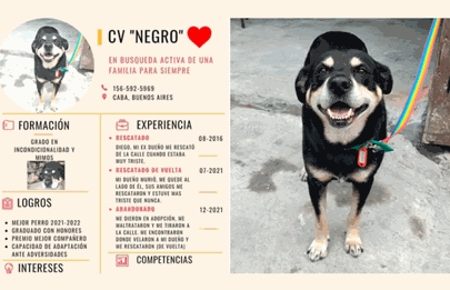 Mascota acompañando a su dueño hasta su velatorio