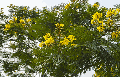 Florecimiento de los Ibirapitá en Buenos Aires