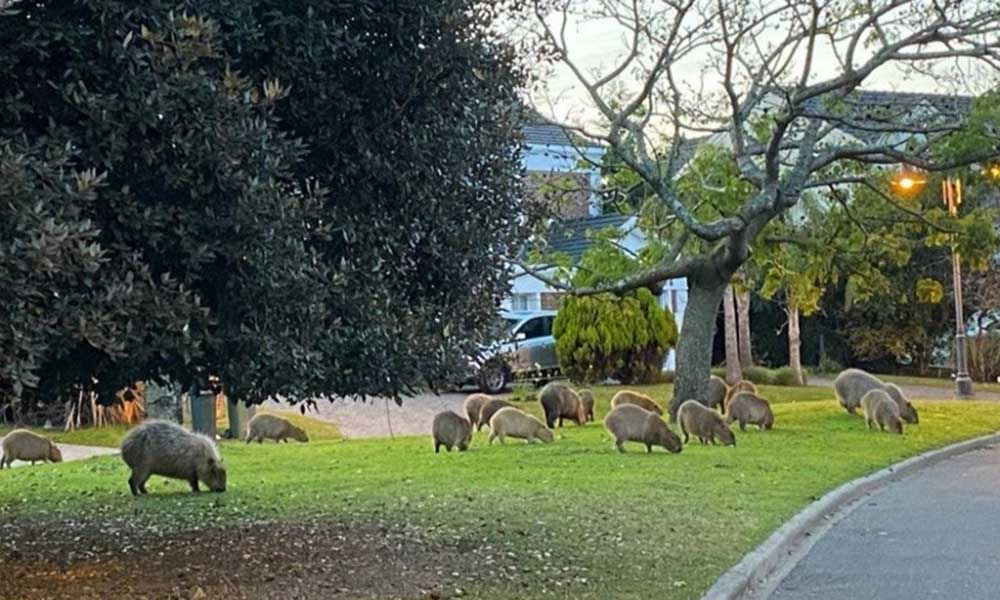 ¿Nuestras próximas mascotas?