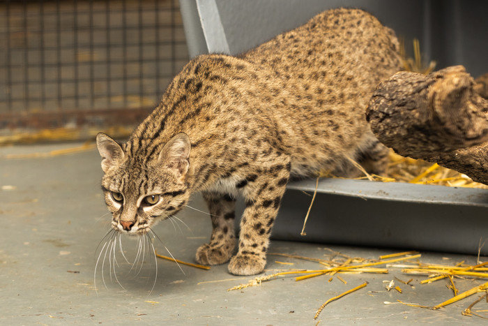 El Ecoparque liberó un gato montés en una reserva de Entre Ríos tras rescatarlo de un hogar en Villa del Parque