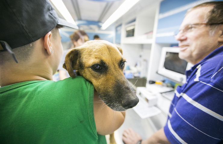Vacunación antirrábica gratuita y sin turno previo para mascotas en Barrio Mitre