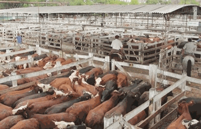 Último remate en el Mercado de Hacienda de Liniers
