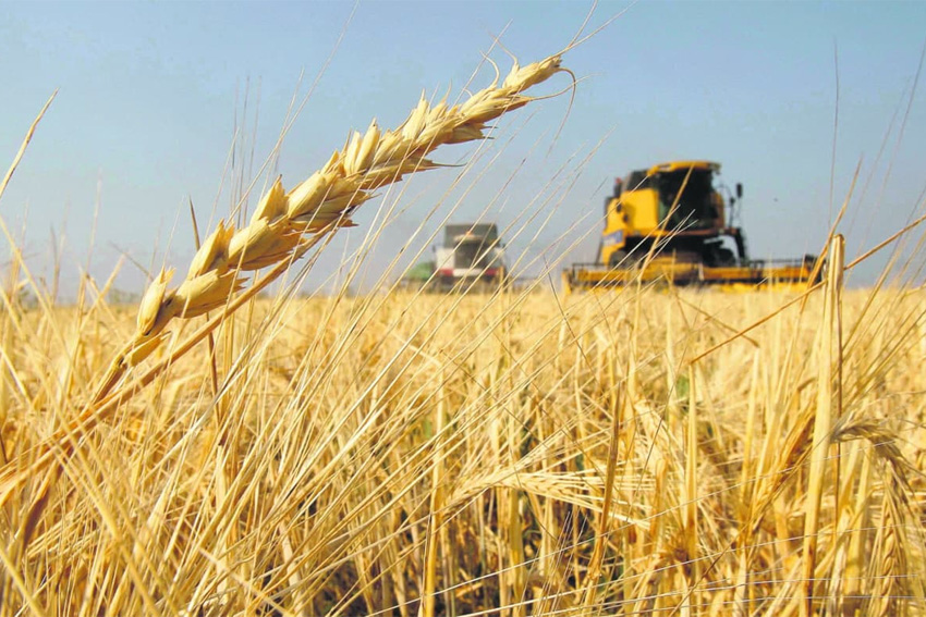 Inflación: Se estudian “todas las soluciones” para evitar efecto de la suba del precio del trigo