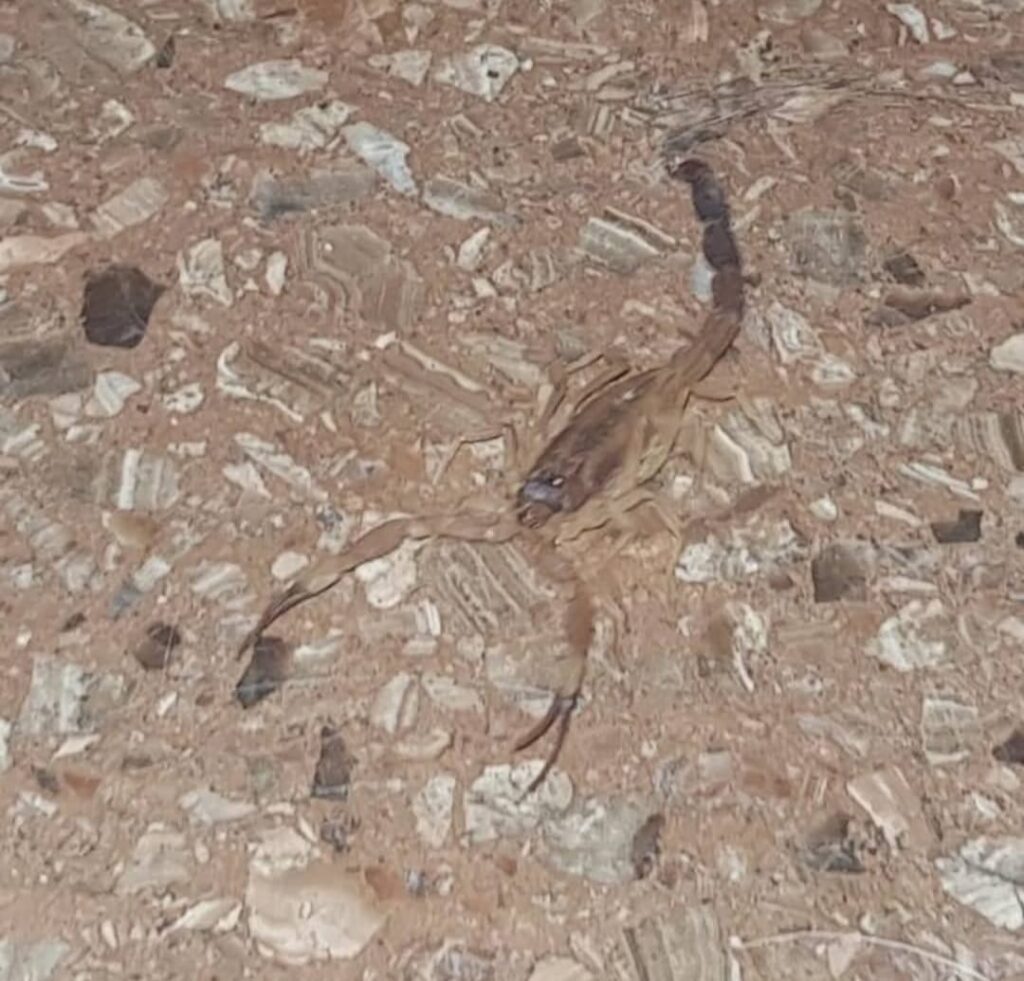 Alacranes y ratas: vecinos de Balvanera denuncian invasión y piden ayuda