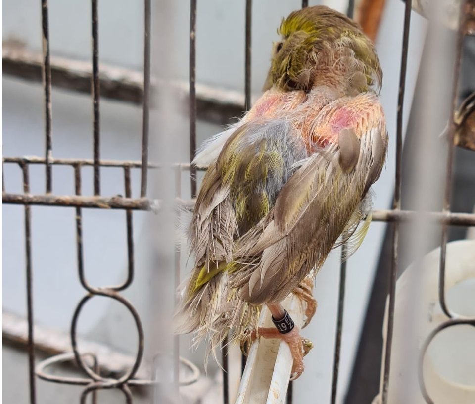 Maltrato animal: un año y siete meses de prisión en suspenso para el dueño de un criadero ilegal con 375 aves