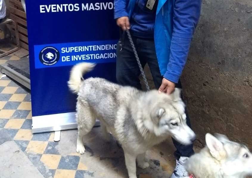 Rescatan nueve perros en estado de abandono por Mitre al 3100