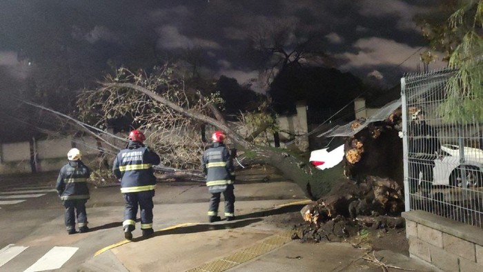 Durante el temporal, cayeron dos árboles en el barrio de Saavedra