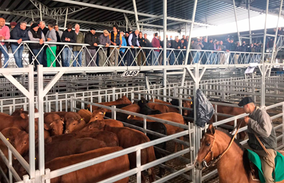Comenzó a funcionar el Mercado Agroganadero de Cañuelas