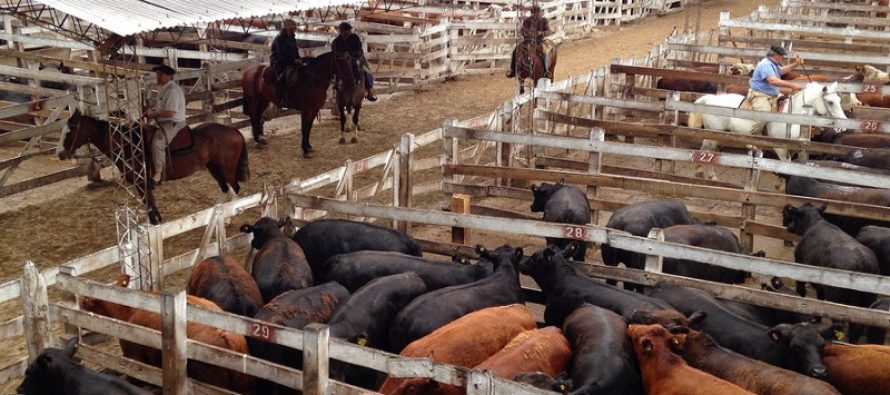 Tras 122 años, el Mercado de Hacienda realizará su última jornada en Mataderos antes de mudarse a Cañuelas
