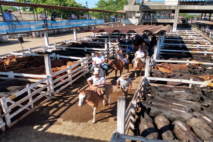 Últimos días del Mercado de Hacienda: deja la Ciudad de Buenos Aires y se muda a Cañuelas