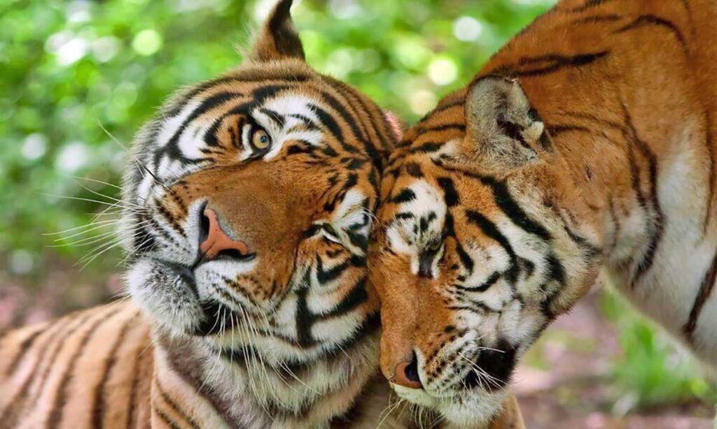 Comenzó el año del tigre