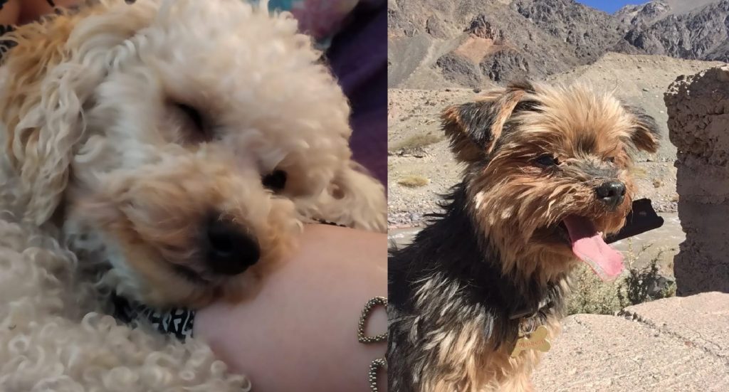 Con gran repercusión en redes y apoyo de vecinos, continúa la búsqueda de Bella e Eaton, mascotas perdidas en  Saavedra