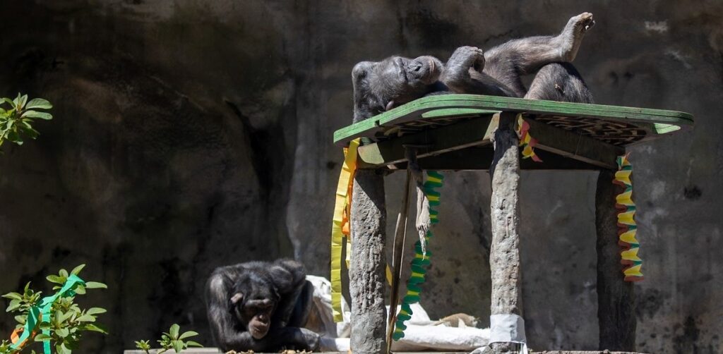 Impulsan el traslado de dos chimpancés desde el Ecoparque de Palermo a un santuario de Reino Unido