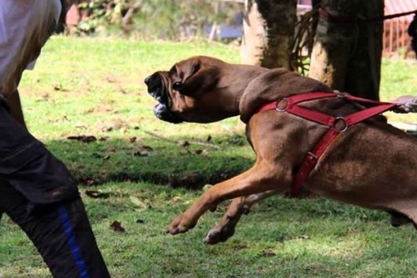 Sienta jurisprudencia un fallo contra el dueño de perros que mutilaron a una persona